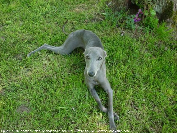 Photo de Greyhound