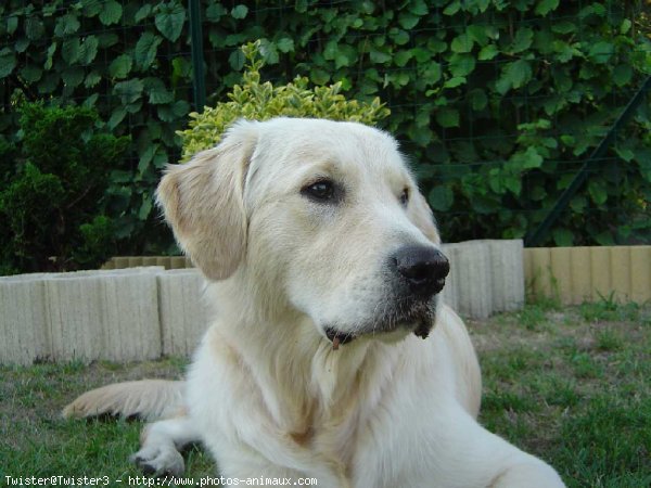 Photo de Golden retriever