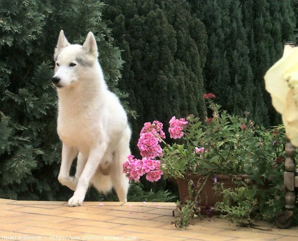 Photo de Husky siberien