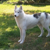 Photo de Husky siberien