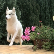 Photo de Husky siberien