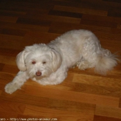 Photo de Coton de tulear