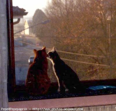 Photo de Chat domestique