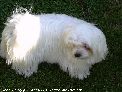 Photo de Bichon maltais