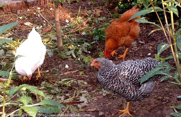 Photo de Poule