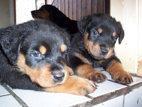 Photo de Rottweiler