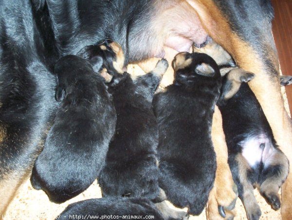 Photo de Rottweiler