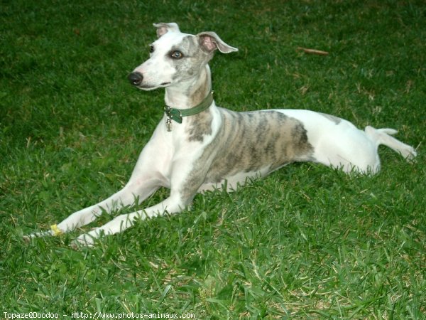 Photo de Whippet