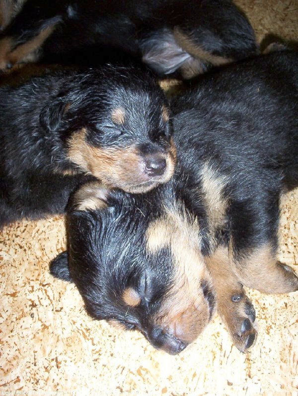 Photo de Rottweiler