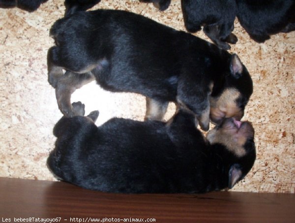 Photo de Rottweiler