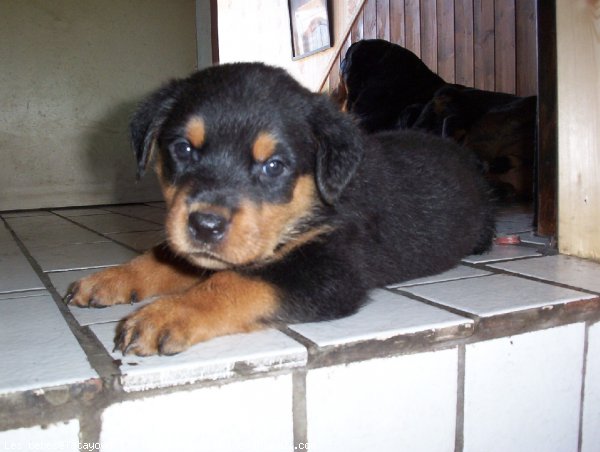 Photo de Rottweiler