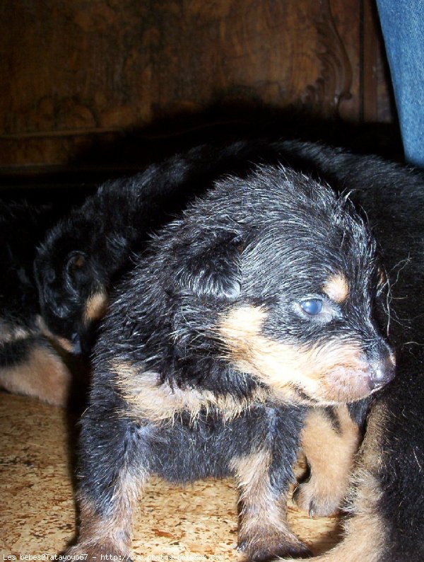 Photo de Rottweiler