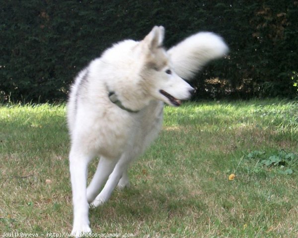 Photo de Husky siberien