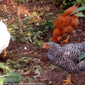 Photo de Poule