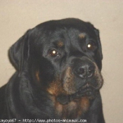 Photo de Rottweiler