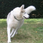 Photo de Husky siberien