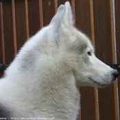 Photo de Husky siberien