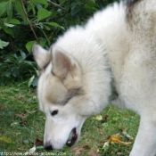 Photo de Husky siberien