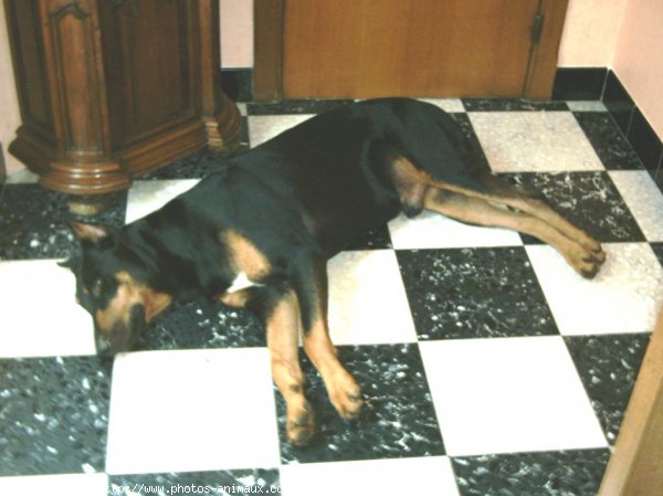 Photo de Dobermann