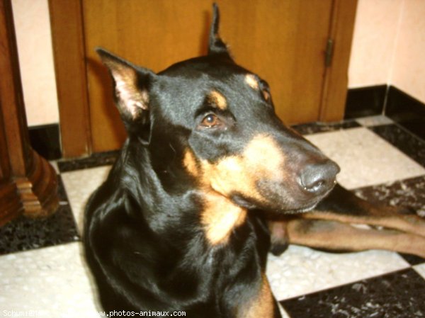 Photo de Dobermann