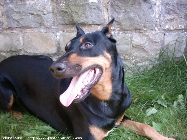 Photo de Dobermann