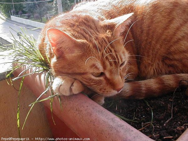 Photo de Chat domestique