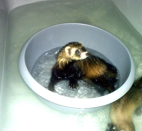 Photo de Furet