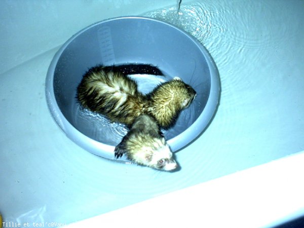 Photo de Furet