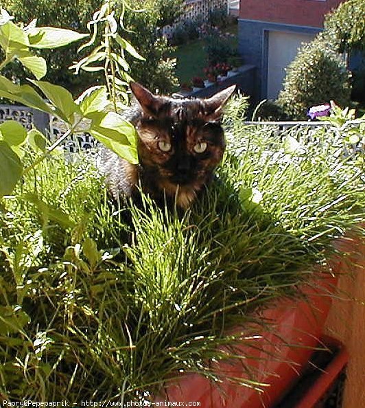 Photo de Chat domestique