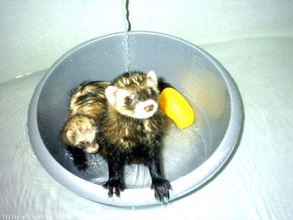 Photo de Furet