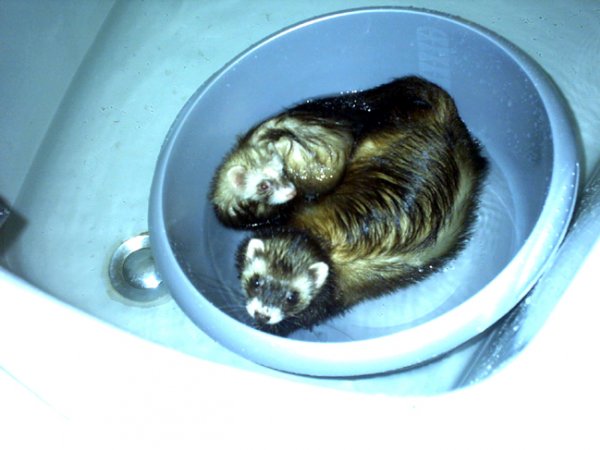 Photo de Furet