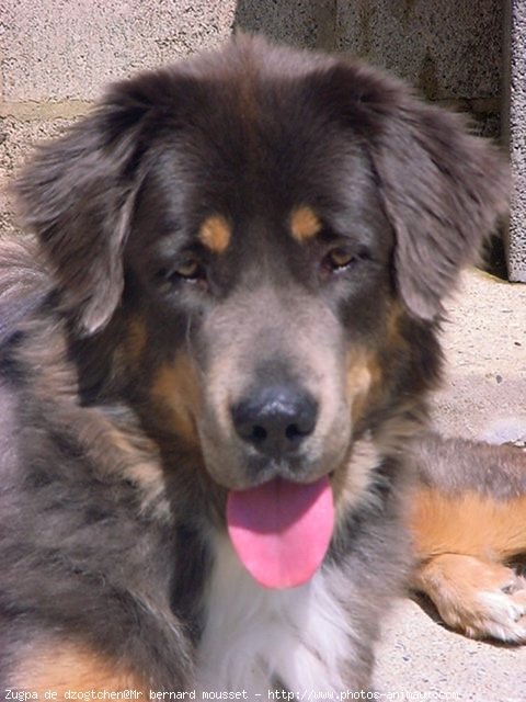 Photo de Dogue du tibet