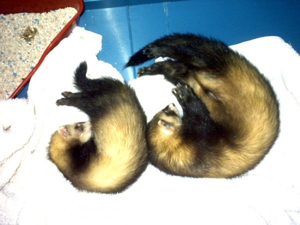 Photo de Furet