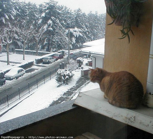 Photo de Chat domestique