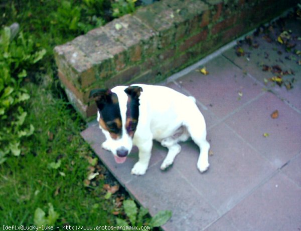 Photo de Jack russell terrier