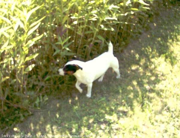 Photo de Jack russell terrier