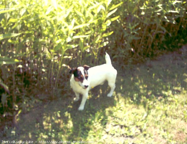 Photo de Jack russell terrier