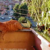 Photo de Chat domestique