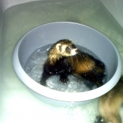 Photo de Furet