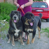 Photo de Dogue du tibet