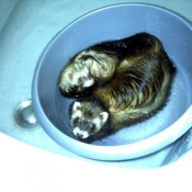 Photo de Furet