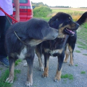 Photo de Dogue du tibet