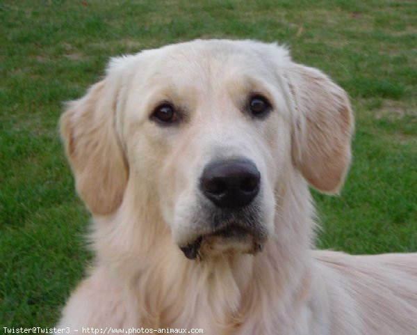 Photo de Golden retriever