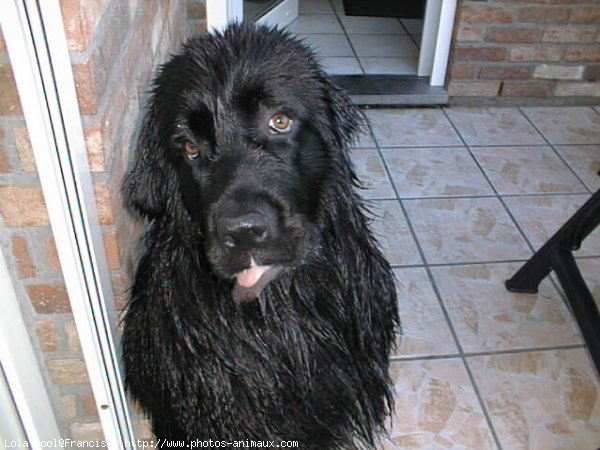 Photo de Chien de terre-neuve