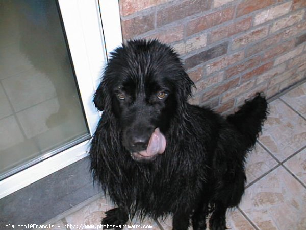 Photo de Chien de terre-neuve