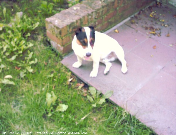 Photo de Jack russell terrier