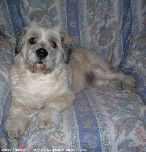 Photo de Lhassa apso