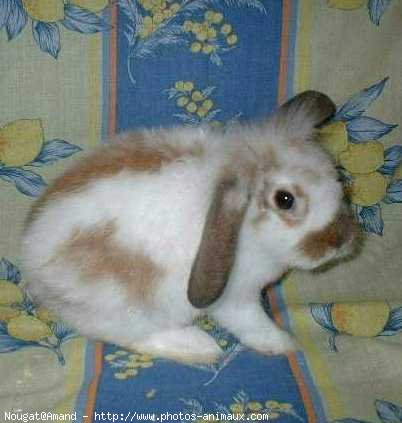 Photo de Lapin