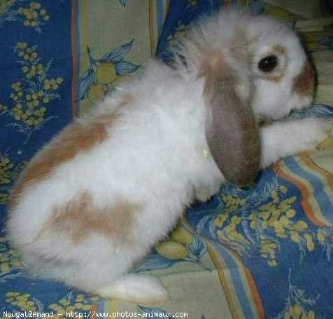 Photo de Lapin