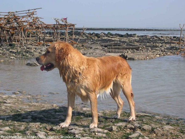 Photo de Golden retriever